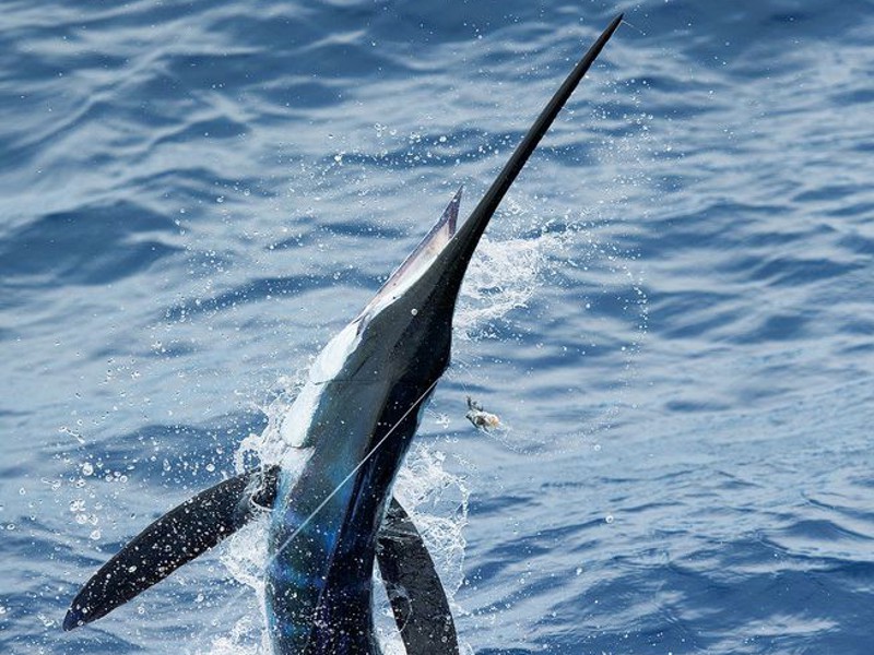 Casa Canada Big Corn Island Sailfish.