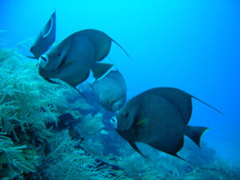 Casa Canada Big Corn Island amazing marine life.